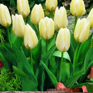 Tulip Bulbs Fosteriana 'White Emperor' Spring Bulbs Pack 10