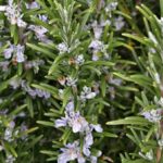 Rosemary 'Officinalis' Garden Herb Garden Plug Plants Pack x6