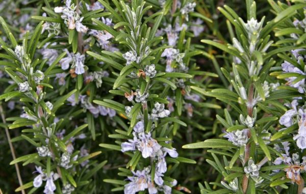 Rosemary 'Officinalis' Garden Herb Garden Plug Plants Pack x6