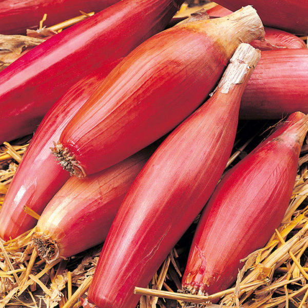 Onion 'Long Red Florence' Kings Vegetable Garden Seeds
