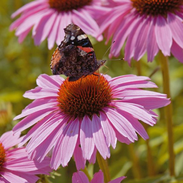 Pack Echinacea Purpurea 'Purple Coneflower' King's Quality Flower Seeds