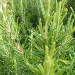Rosemary 'Officinalis' Garden Herb Garden Plug Plants Pack x6
