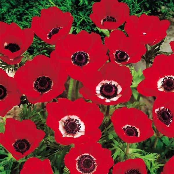 Anemone De Caen Red 'Hollandia' Quality WPC Prins Pack 15 Bulbs