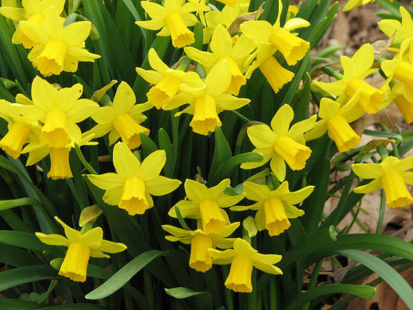 Narcissus Bulbs Dwarf 'Tete a Tete' WPC Prins Spring Bulbs Bulk Saver Deal 100 Bulbs
