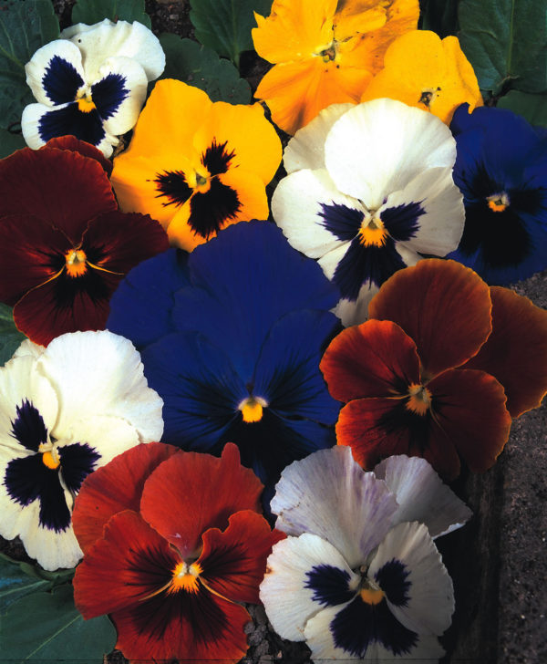 Pack x12 Winter Pansy 'Winter' Flowering Mix Perennial Garden Plug Plants