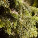 7ft Phoenix PE Pine Artificial Christmas Tree Stunning Tree 2485 tips