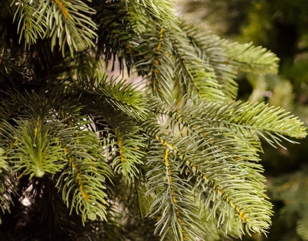 7ft Phoenix PE Pine Artificial Christmas Tree Stunning Tree 2485 tips