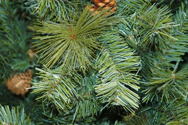 7ft Boston Pine Artificial Christmas Tree With Cones