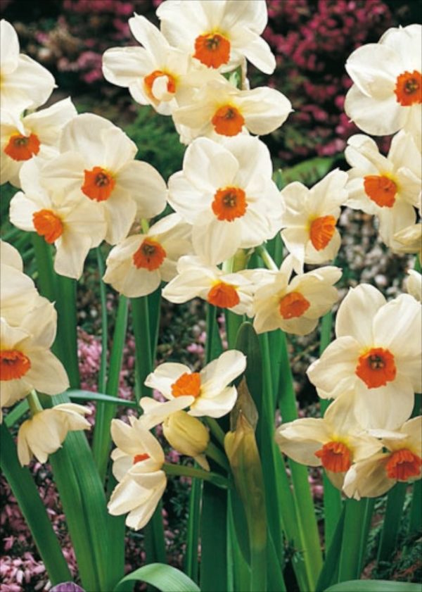Narcissus / Daffodil 'Cragford' Spring Flowering Pack 10 Bulbs