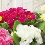 Double Winter Primrose Primula 'Palazzo Mixed' Plug Plants Pack x6