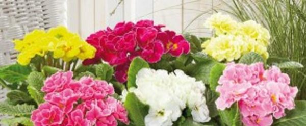 Double Winter Primrose Primula 'Palazzo Mixed' Plug Plants Pack x6