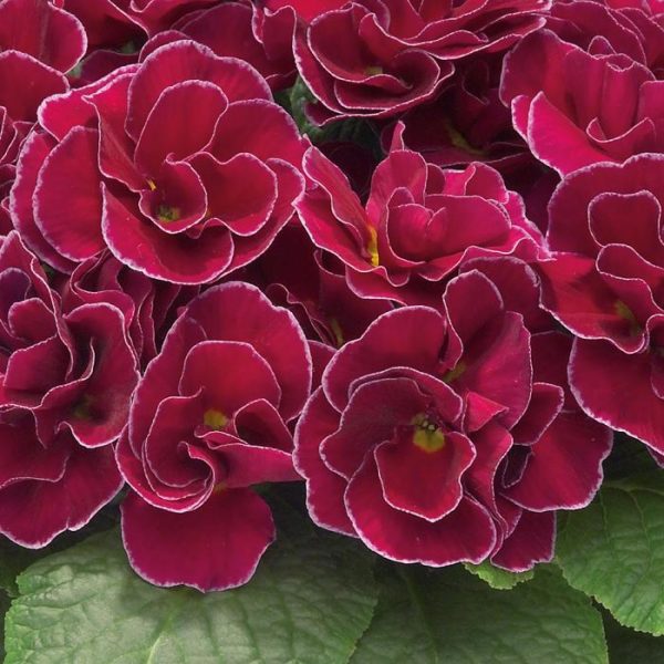 Double Winter Primrose Primula 'Palazzo Mixed' Plug Plants Pack x6