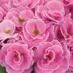 Double Winter Primrose Primula 'Palazzo Mixed' Plug Plants Pack x6