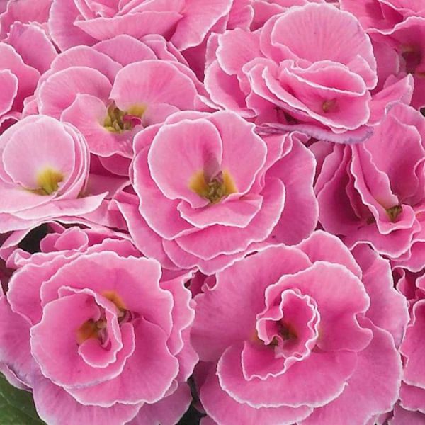 Double Winter Primrose Primula 'Palazzo Mixed' Plug Plants Pack x6
