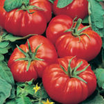 Tomato Beefsteak 'Marmande' King's Quality Vegetable Seeds