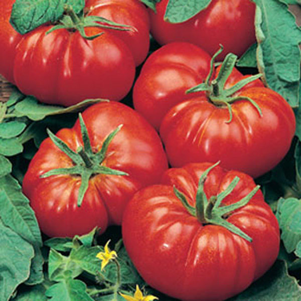 Tomato Beefsteak 'Marmande' King's Quality Vegetable Seeds