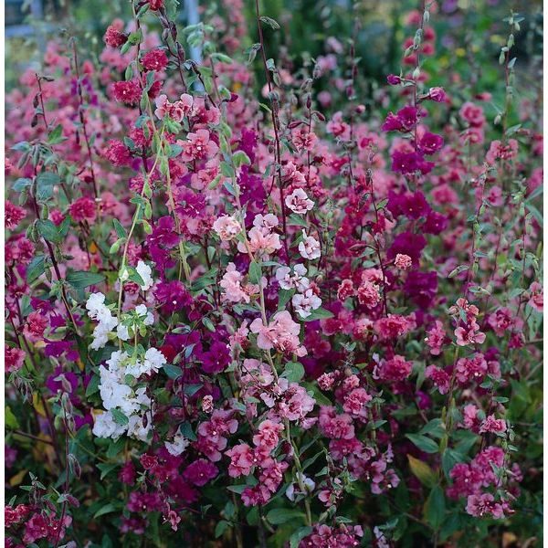 Clarkia 'Elegans Double Delight Mixed' King's Quality Flower Seeds