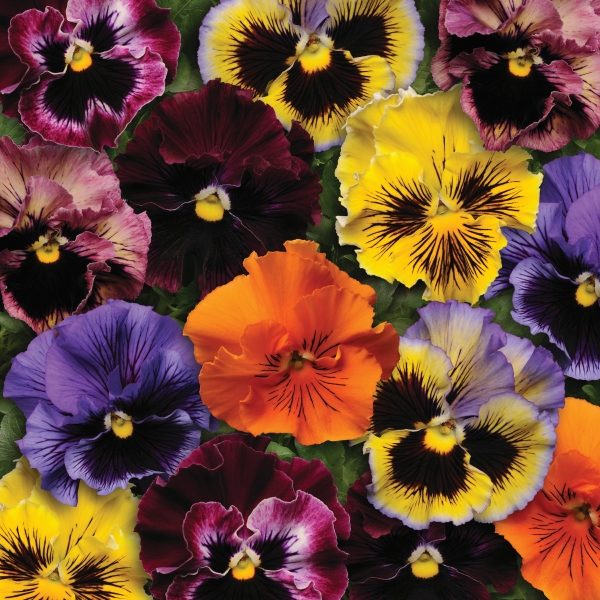 Pack Flower Seeds Pansy 'Frizzle Sizzle' Mixed Kings Quality Garden Seeds