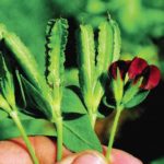 Asparagus Pea Kings Vegetable Garden Seeds