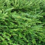 Lonicera Nitida Green Hedging/Border Evergreen XXL Supersize Plug Plants Pack x3