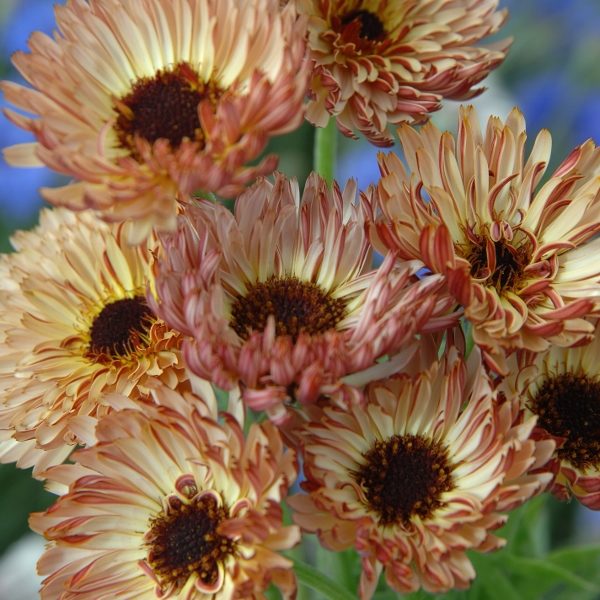 Calendula 'Sherbet Fizz' Kings Quality Pack Flower Seeds
