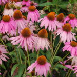 Pack Echinacea Purpurea 'Purple Coneflower' King's Quality Flower Seeds