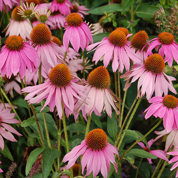 Pack Echinacea Purpurea 'Purple Coneflower' King's Quality Flower Seeds