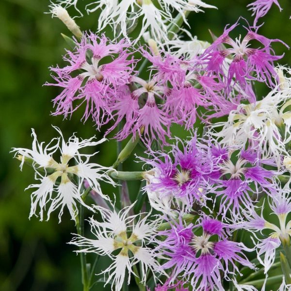Dianthus Hybridus Rainbow Loveliness Seeds Pack King's Flower Seed