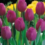 Value Pack 25 Tulip Bulbs 'Triumph Blue' Cerise Pink Spring Flowering