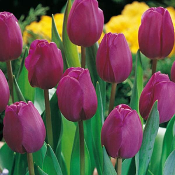 Value Pack 25 Tulip Bulbs 'Triumph Blue' Cerise Pink Spring Flowering