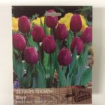 Value Pack 25 Tulip Bulbs 'Triumph Blue' Cerise Pink Spring Flowering