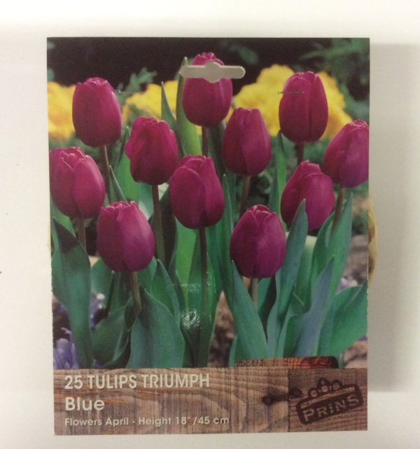 Value Pack 25 Tulip Bulbs 'Triumph Blue' Cerise Pink Spring Flowering