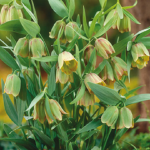 Pack 5 Fritillaria 'Pontica' Spring Flowering Bulbs WPC Prins Quality