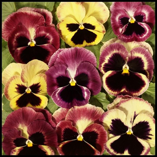 Pack Flower Seed Pansy 'Summer Berries F2' King's Seeds