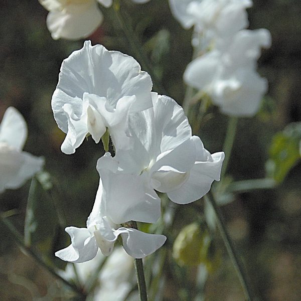 Pack Flower Seeds Sweet Pea 'Royal Wedding' Kings Quality Garden Seeds