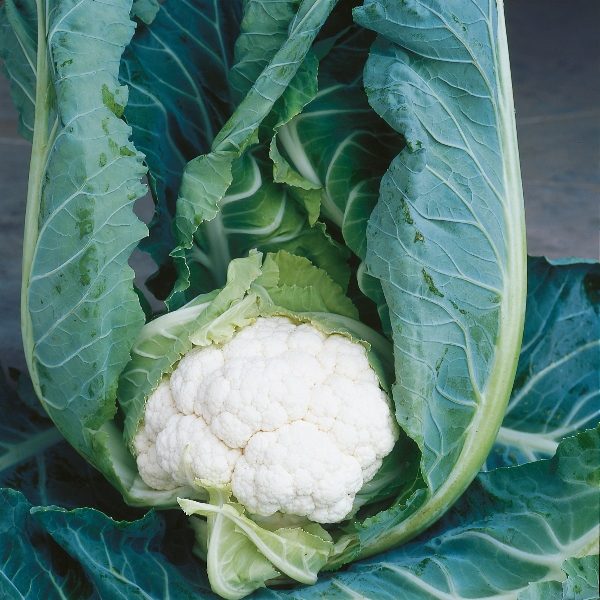 Cauliflower 'Clapton F1' King's Quality Pack Vegetable Seeds