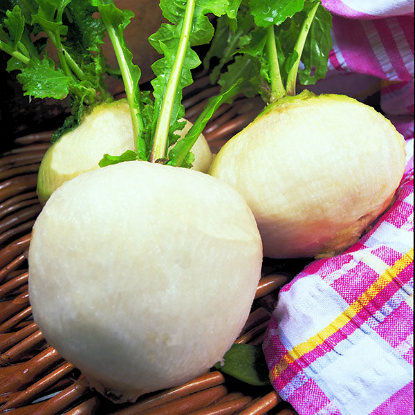 Turnip 'Snowball' King's Vegetable Seeds