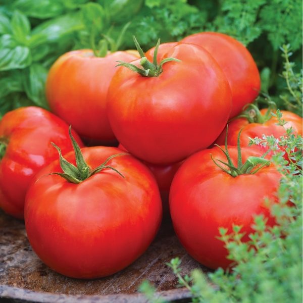Tomato Beefsteak 'Big Daddy' Pack Kings Vegetable Garden Seeds