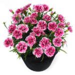 Dianthus Sunflor 'Esta' Pinks Perennial Garden Plug Plants Pack x6