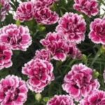 Dianthus Sunflor 'Esta' Pinks Perennial Garden Plug Plants Pack x6