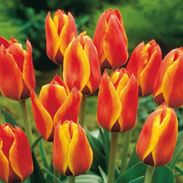Tulip Bulbs Greigii Dwarf 'Cape Cod' WPC Prins Garden Bulb Pack 10