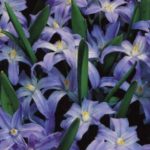 Chionodoxa Luciliae (Glory of Snow) Quality WPC Prins Bulbs Pack 20 Bulbs