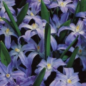 Chionodoxa Luciliae (Glory of Snow) Quality WPC Prins Bulbs Pack 20 Bulbs