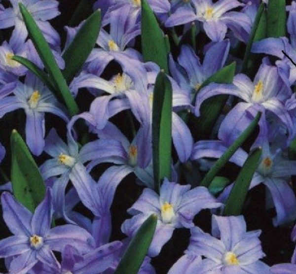 Chionodoxa Luciliae (Glory of Snow) Quality WPC Prins Bulbs Pack 20 Bulbs