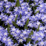 Chionodoxa Luciliae (Glory of Snow) Quality WPC Prins Bulbs Pack 20 Bulbs