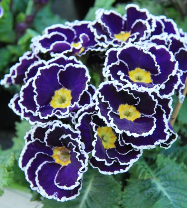 Primrose 'Sacarina Blue' Perennial Garden Plug Plants Pack x6