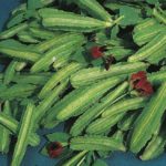 Asparagus Pea Kings Vegetable Garden Seeds