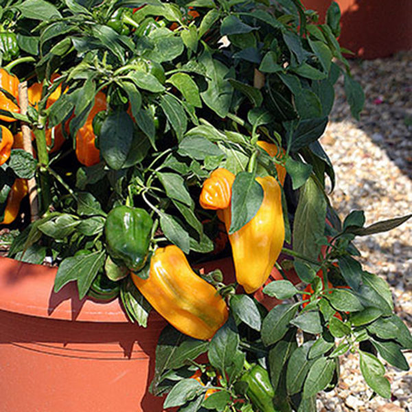 Pepper (Sweet) Mohawk F1 Kings's Seeds Patio Collection Vegetable Seed