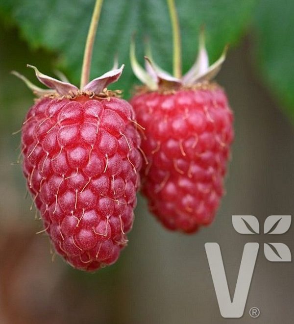 Rubus Loganobaccus Loganberry 'Californica' LARGE Plug Plants Pack x6