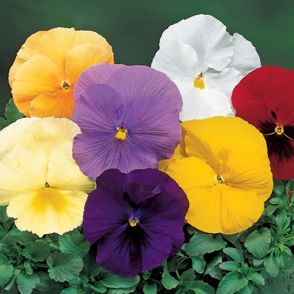Pansy Carneval® Pure Colour Mix Garden Plug Plants Pack x12